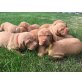 Magyar Vizsla Welpen - Rüde