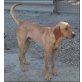 Magyar Vizsla und unbekannt - Hündin