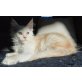 Mai Tai, Maine Coon - Katze