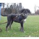 Mai Thai, Hütehund Mix Welpen - Hündin