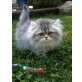 MaiTai, Perser - Katze