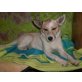 Maia, Pinscher-Spitz-Mischlingshündin - Hündin