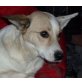 Maia, Pinscher-Spitz-Mischlingshündin - Hündin