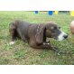 Maia, Segugio-Maremmano Mischling - Hündin