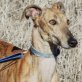 Maia sanft,liebevoll,gemütlich, Galgo Español - Hündin