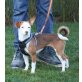 Maia, zarter Mix (SH 33 cm) - Hündin