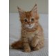 Maien Coon Mädchen, Maine Coon - Katze