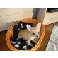 Maik, Chihuahua kurzhaariger Schlag Welpen - Rüde