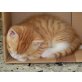 Maikätzchen - Katze