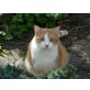 Maiki , Zwei Kater verlieren in Kürze alles - Kater