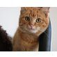 Mail, Mischling - Kater