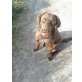 Mailo, Labrador Retriever - Rüde