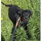 Mailo, Labrador Retriever - Rüde