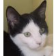 Mailo, Pflegestelle in Plankstadt - Kater
