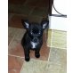 Mailo, Zergpinscher- Zwergspitz Welpen - Rüde