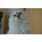 Mailow, Heilige Birma - Kater