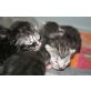 Main Coon - BKH - Kater