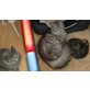 Main Coon -Brit. Kurzhaar - Kater