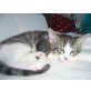 Main Coon - Hauskater - Kater