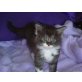 Main Coon, Main Coon Mix - Kater