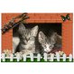 Main Coon-Mix Kätzchen - Kater