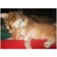 Main Coon Mix und Perser - Kater