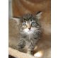 Main Coon - Norweger Mix Kitten !!!! - Katze