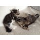 Main Coon / Ragdoll - Katze
