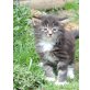 Main Coon - Türkisch Angora Mix - Katze