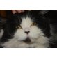 Main- Coonmix - Kater