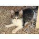 Main coon Mix - Katze