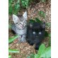 Main coon mix, Main coon Mix - Katze
