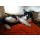 Maincoon-BKH - Katze