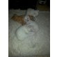 Maincoon- British Kurzhaar - Kater