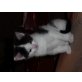 Maincoon/Hauskatzenmix - Kater