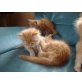 Maincoon/Perser - Kater