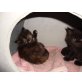 Maincoon/Perser - Katze