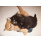 Maincoon / Persermix - Kater