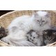 Maincoon-Ragdoll  - Katze