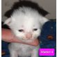Maincoonmischlinge, Maincoonmischlinge aus liebevoller Hobbyzucht - Kater