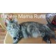 Maine Conns vom Grillenberg, Maine Coon - Katze
