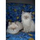 Maine Coon/BKH  - Kater