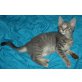 Maine Coon/BKH - Katze
