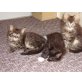 Maine Coon/BKH Mix (2 Mädchen & 1 Junge) - Katze