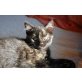 Maine Coon - BKH Mix - Katze