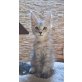 Maine Coon Babies, Maine Coon - Kater