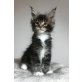 Maine Coon Babies, Maine Coon - Kater