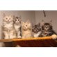 Maine Coon Babies, Maine Coon - Kater