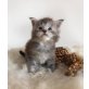 Maine Coon Babies, Maine Coon - Katze