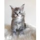 Maine Coon Babies, Maine Coon - Katze